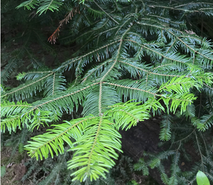 Grand Fir