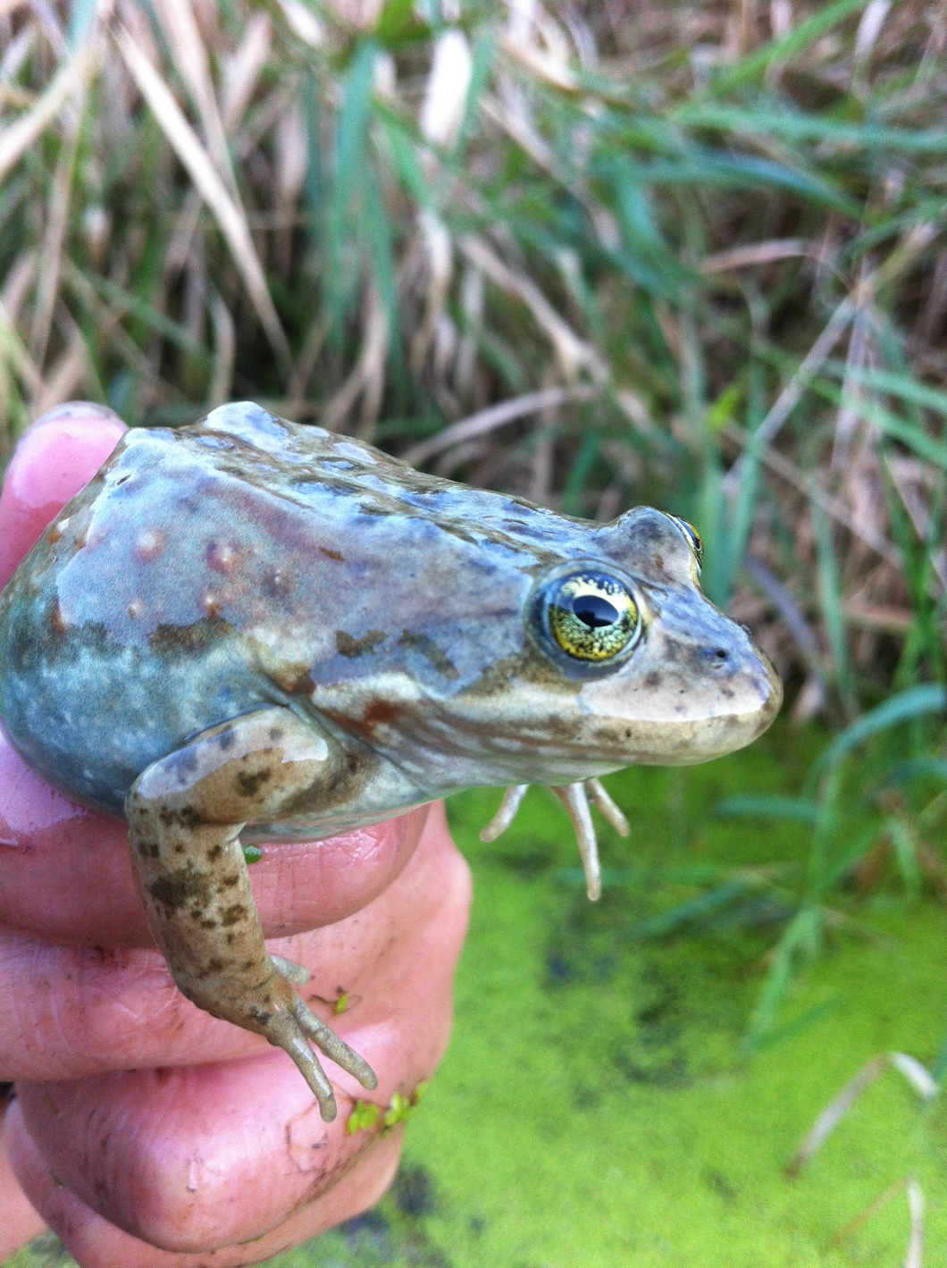 Oregon Spotted Frog Training Session