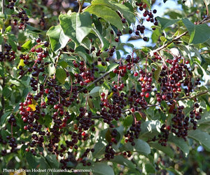 Chokecherry