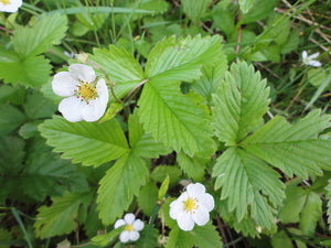 Woodland Stawberry