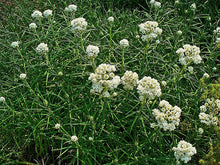 Load image into Gallery viewer, Pearly Everlasting
