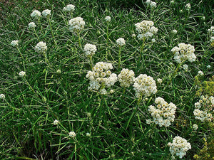 Pearly Everlasting