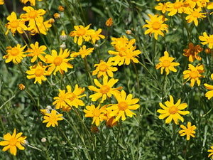 Woolly Sunflower