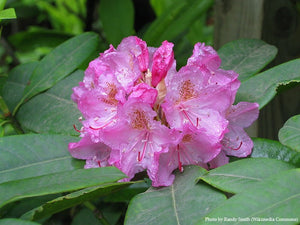 Pacific Rhododendron