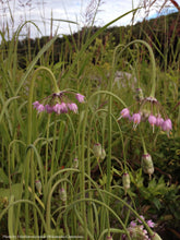 Load image into Gallery viewer, Nodding Onion
