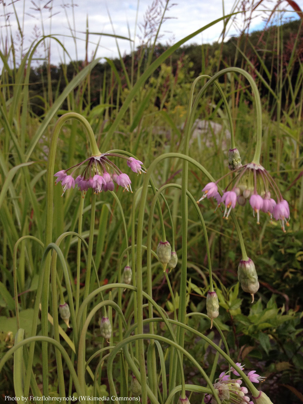 Nodding Onion