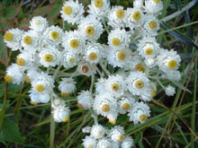 Load image into Gallery viewer, Pearly Everlasting
