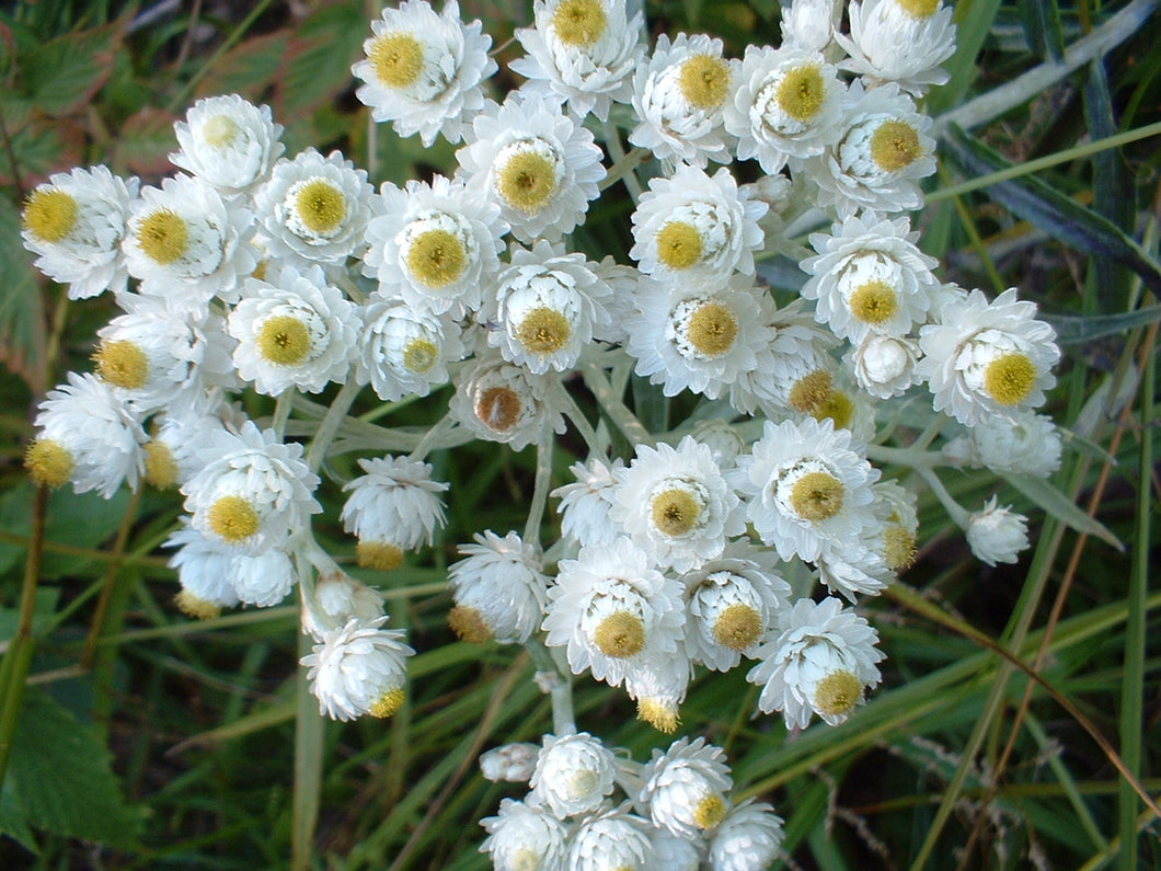 Pearly Everlasting