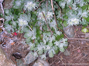 Broad-leaved Stonecrop