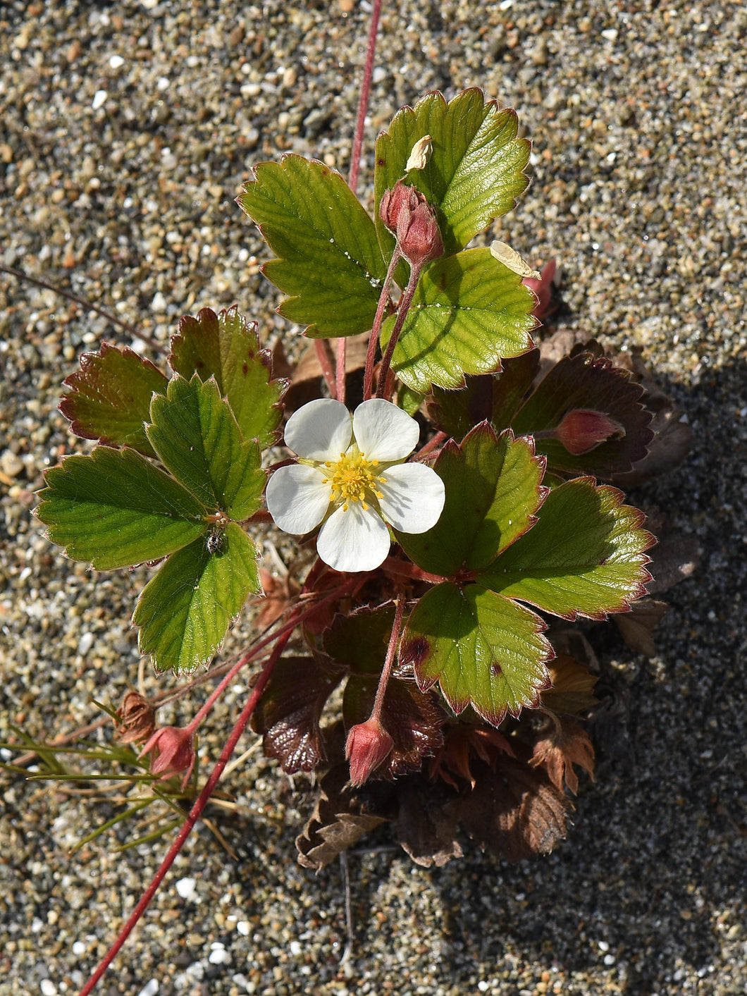 Coastal Strawberry