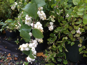 Common Snowberry