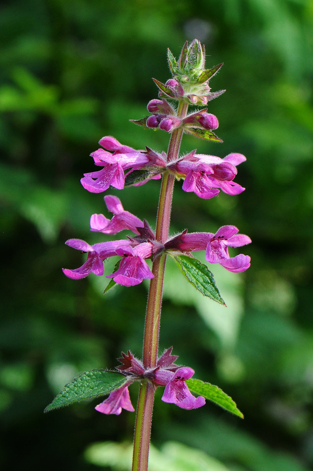 Cooley's Hedge Nettle