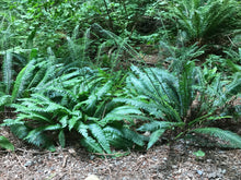 Load image into Gallery viewer, Deer Fern
