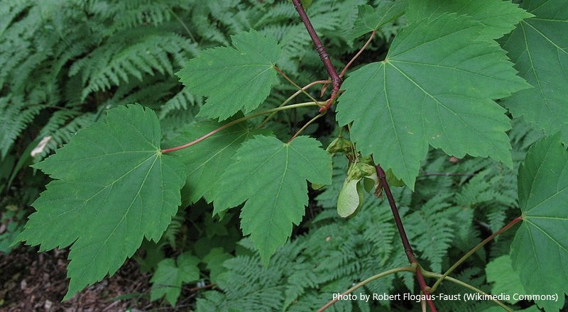 Douglas Maple