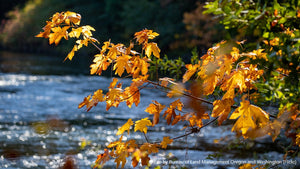 Bigleaf Maple