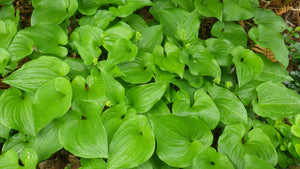 False Lily-of-the-valley