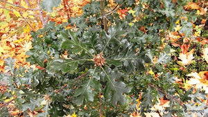Garry Oak