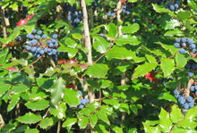 Load image into Gallery viewer, Tall Oregon Grape

