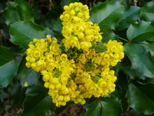 Load image into Gallery viewer, Tall Oregon Grape
