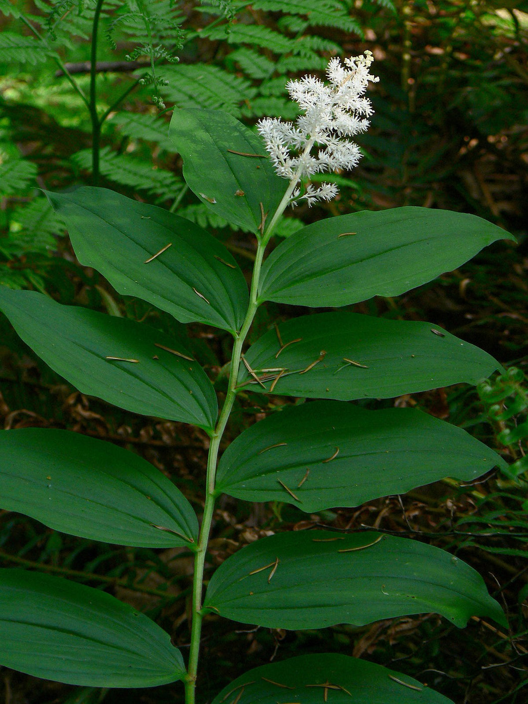 False Solomon's Seal