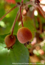 Load image into Gallery viewer, Pacific Crabapple
