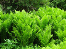 Load image into Gallery viewer, Ostrich Fern
