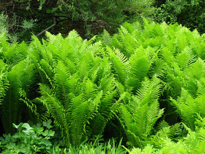 Ostrich Fern