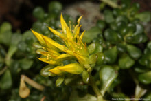 Load image into Gallery viewer, Oregon Stonecrop Sedum
