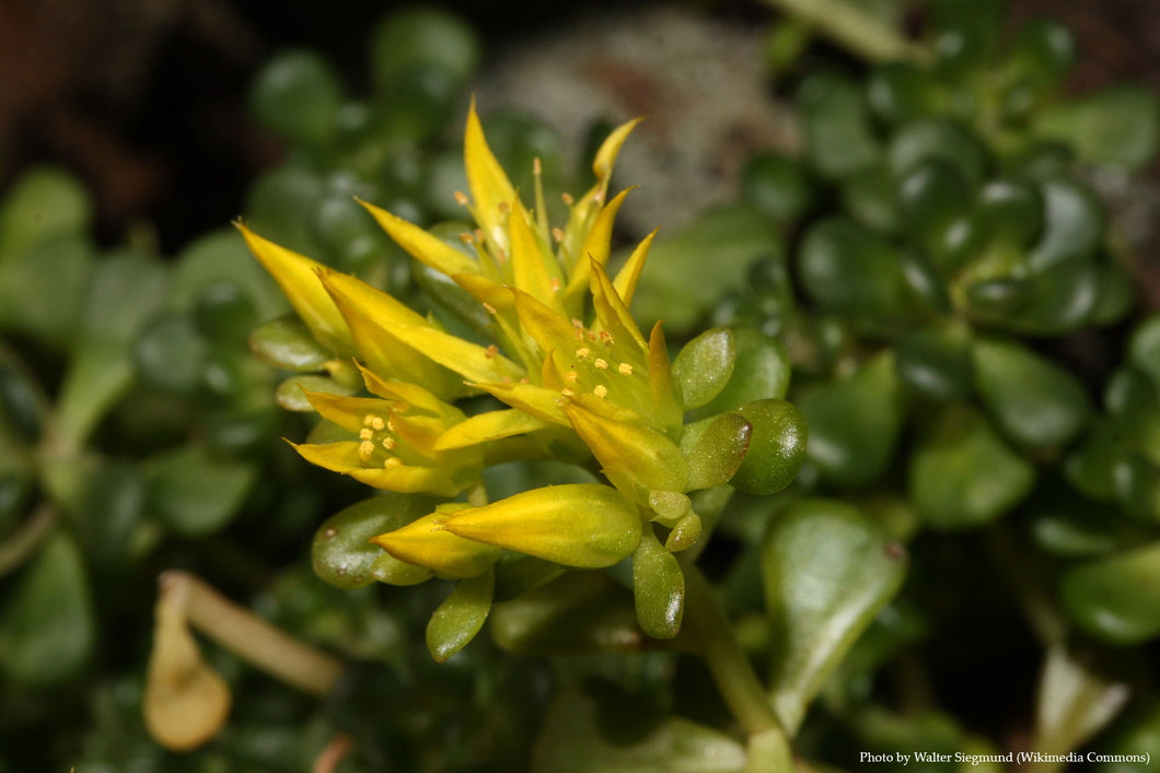 Oregon Stonecrop Sedum