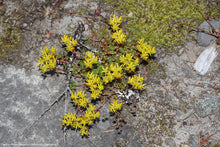 Load image into Gallery viewer, Oregon Stonecrop Sedum
