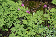 Load image into Gallery viewer, Pacific Bleeding Heart
