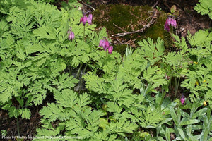 Pacific Bleeding Heart