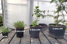 Load image into Gallery viewer, Wood Sorrel
