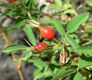 Woods Rose