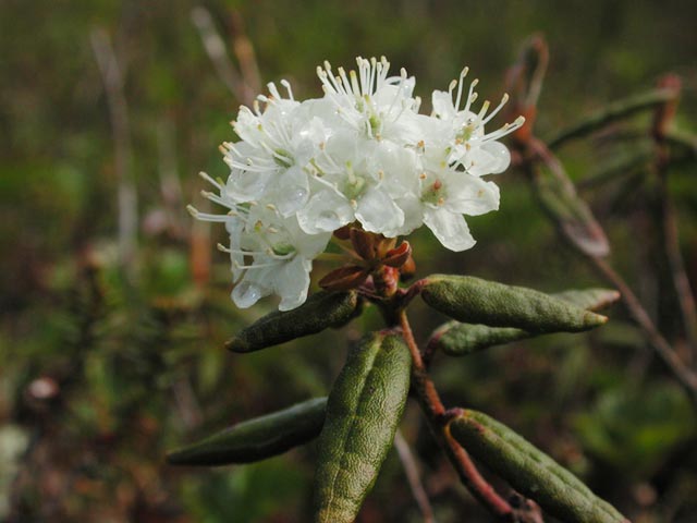 Labrador Tea