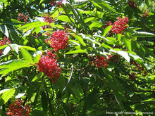 Load image into Gallery viewer, Red Elderberry
