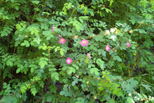 Load image into Gallery viewer, Baldhip Rose
