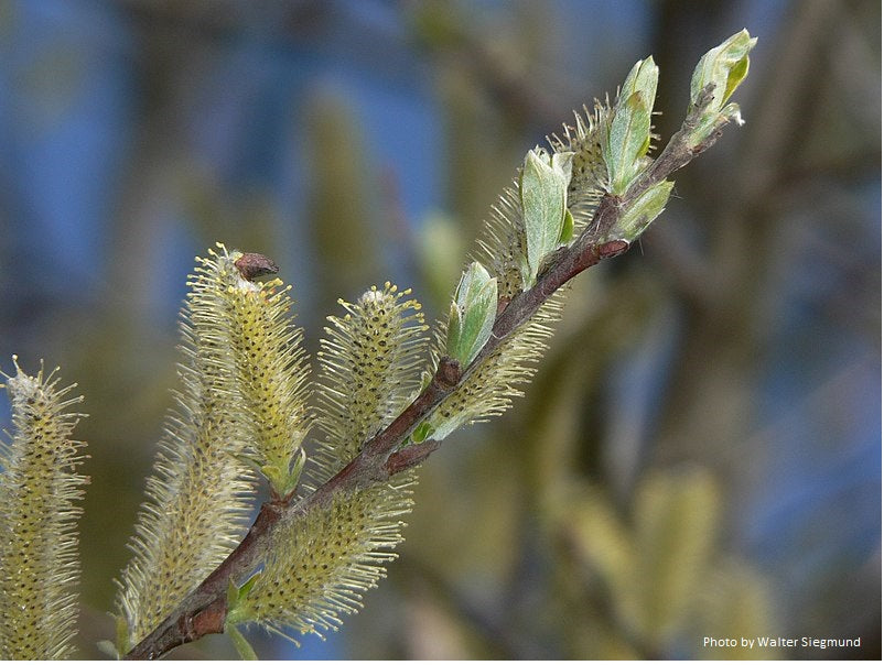 Sitka Willow