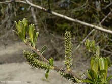 Load image into Gallery viewer, Sitka Willow
