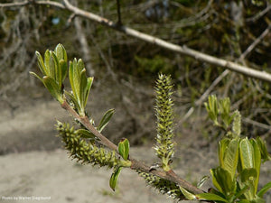 Sitka Willow
