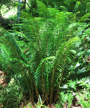 Load image into Gallery viewer, Sword Fern
