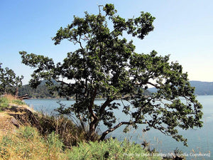 Garry Oak