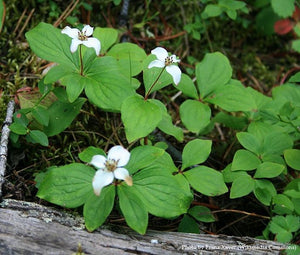 Bunchberry