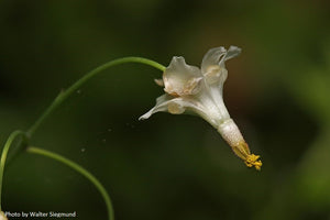 Inside-out Flower