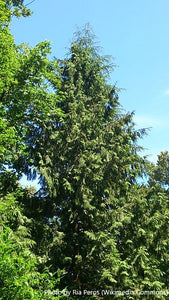 Western Hemlock