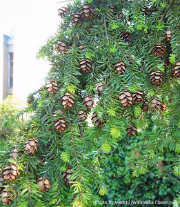 Western Hemlock