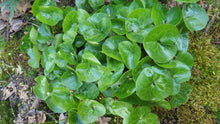 Load image into Gallery viewer, Wild Ginger
