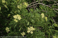 Load image into Gallery viewer, Blue Elderberry
