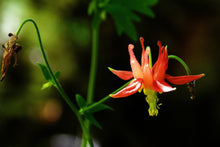 Load image into Gallery viewer, Western Red Columbine
