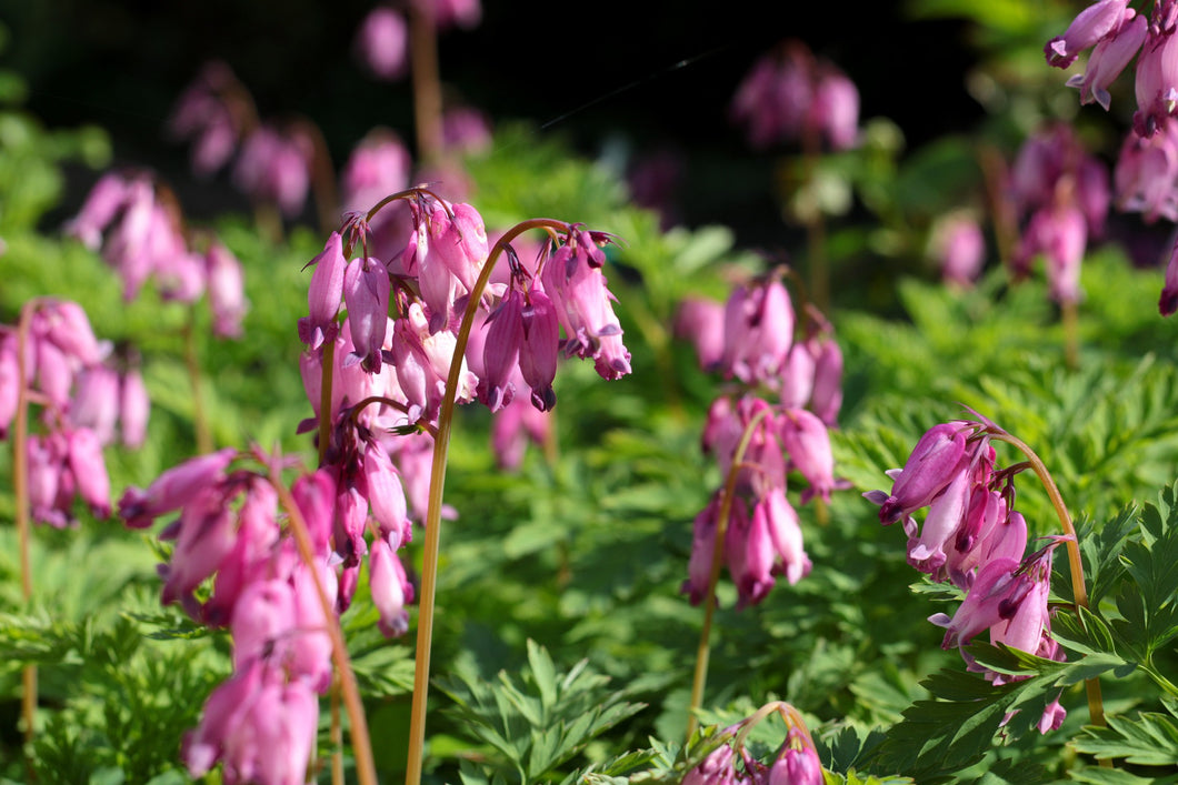 Pacific Bleeding Heart